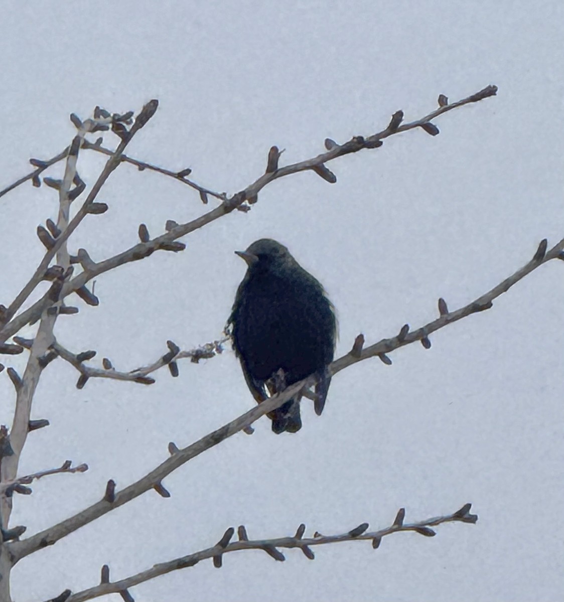 Storno - ML646708143