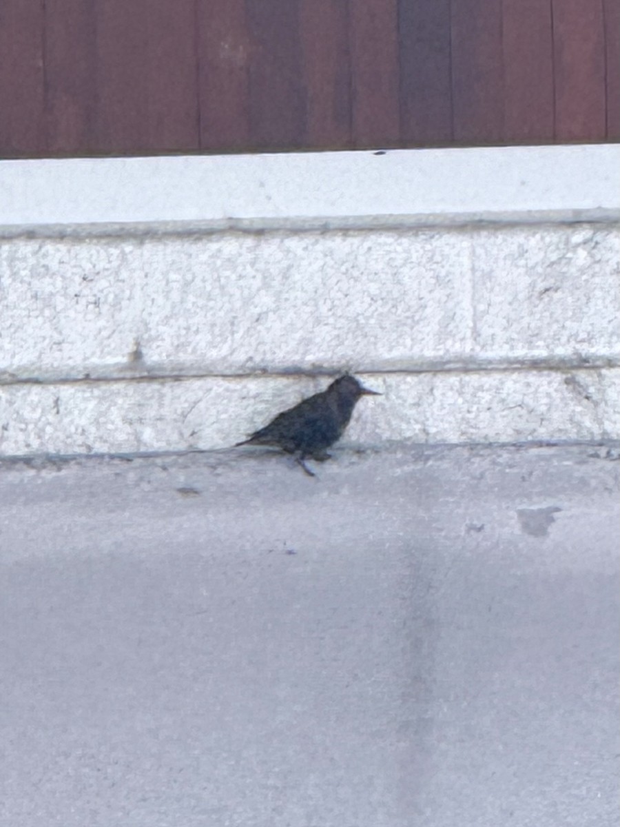 Storno - ML646708144