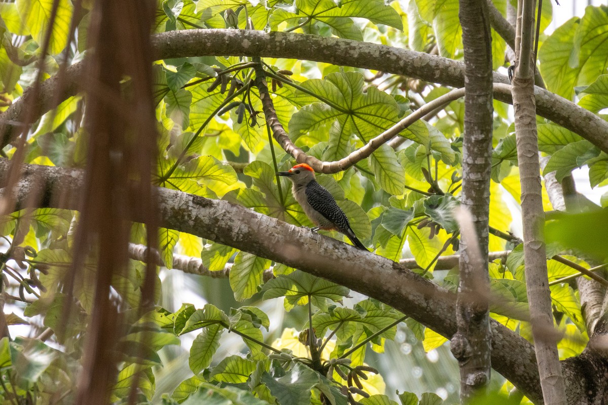 Golden-fronted Woodpecker (Velasquez's) - ML646708146