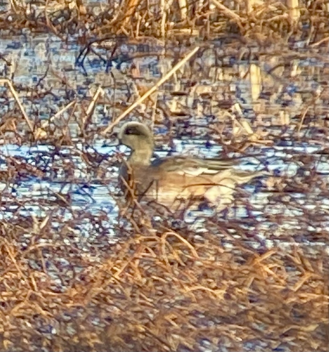 Свищ американський - ML646708147