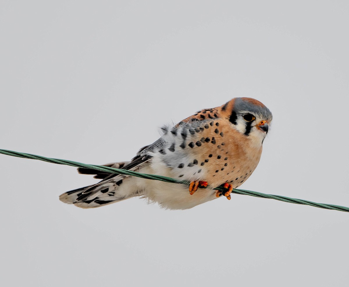 Cernícalo Americano - ML646708149