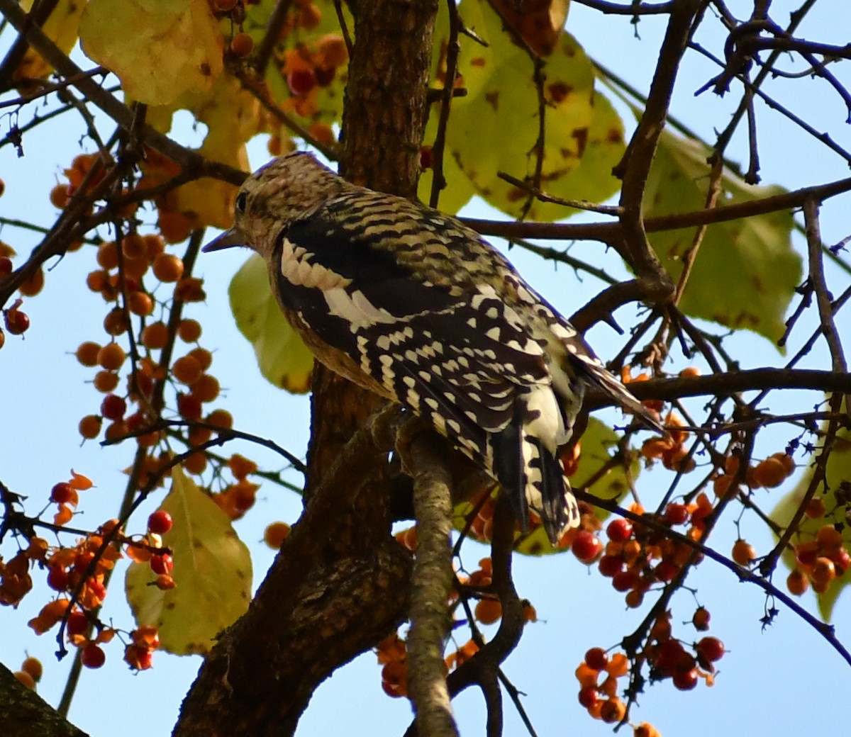Yellow-bellied Sapsucker - ML646708150