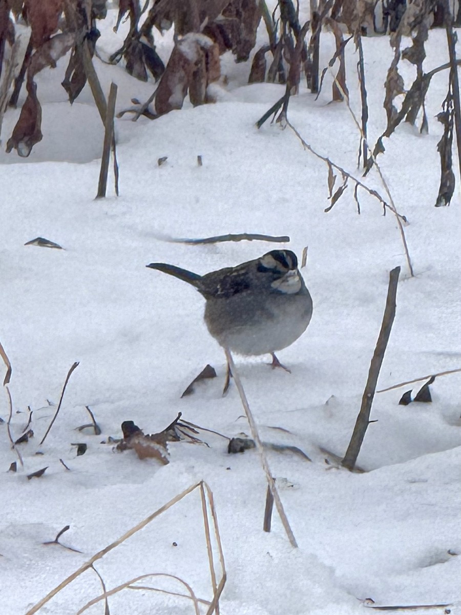 White-throated Sparrow - ML646708152