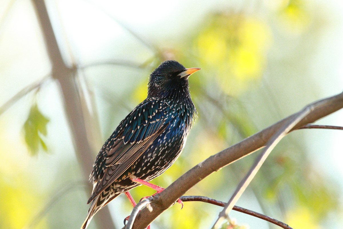 זרזיר מצוי - ML646708156