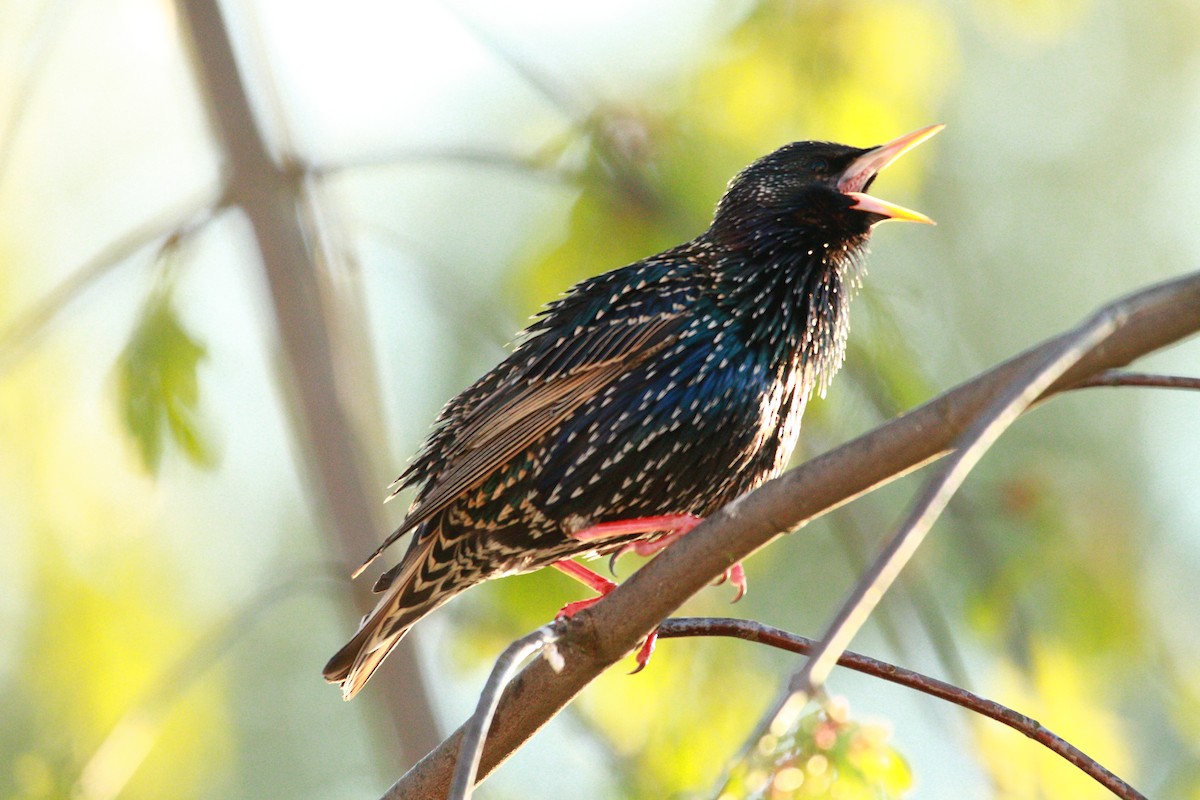 זרזיר מצוי - ML646708157