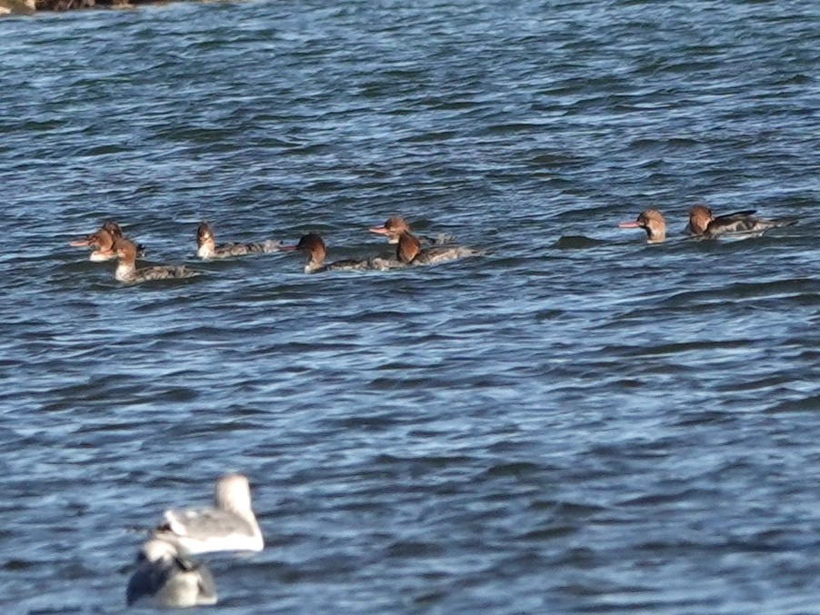 Serreta Mediana - ML646708158