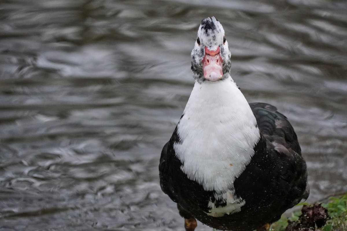 Moschusente (domestiziert) - ML646708163