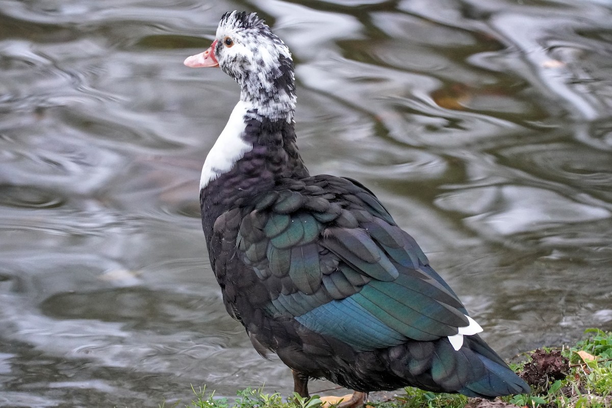 Moschusente (domestiziert) - ML646708164