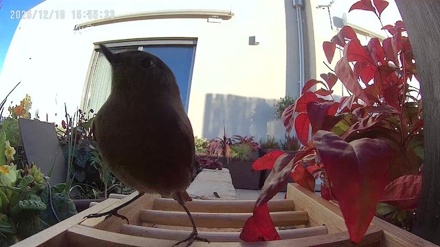 Black Redstart - ML646708168