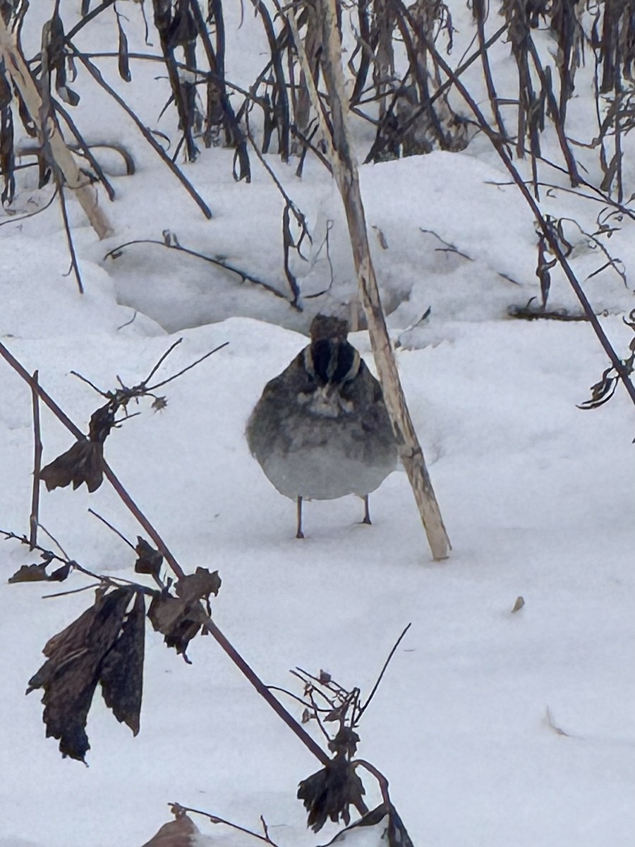 White-throated Sparrow - ML646708169