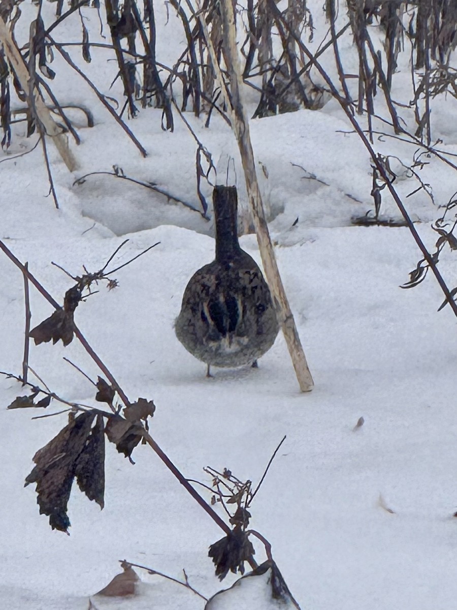 White-throated Sparrow - ML646708170