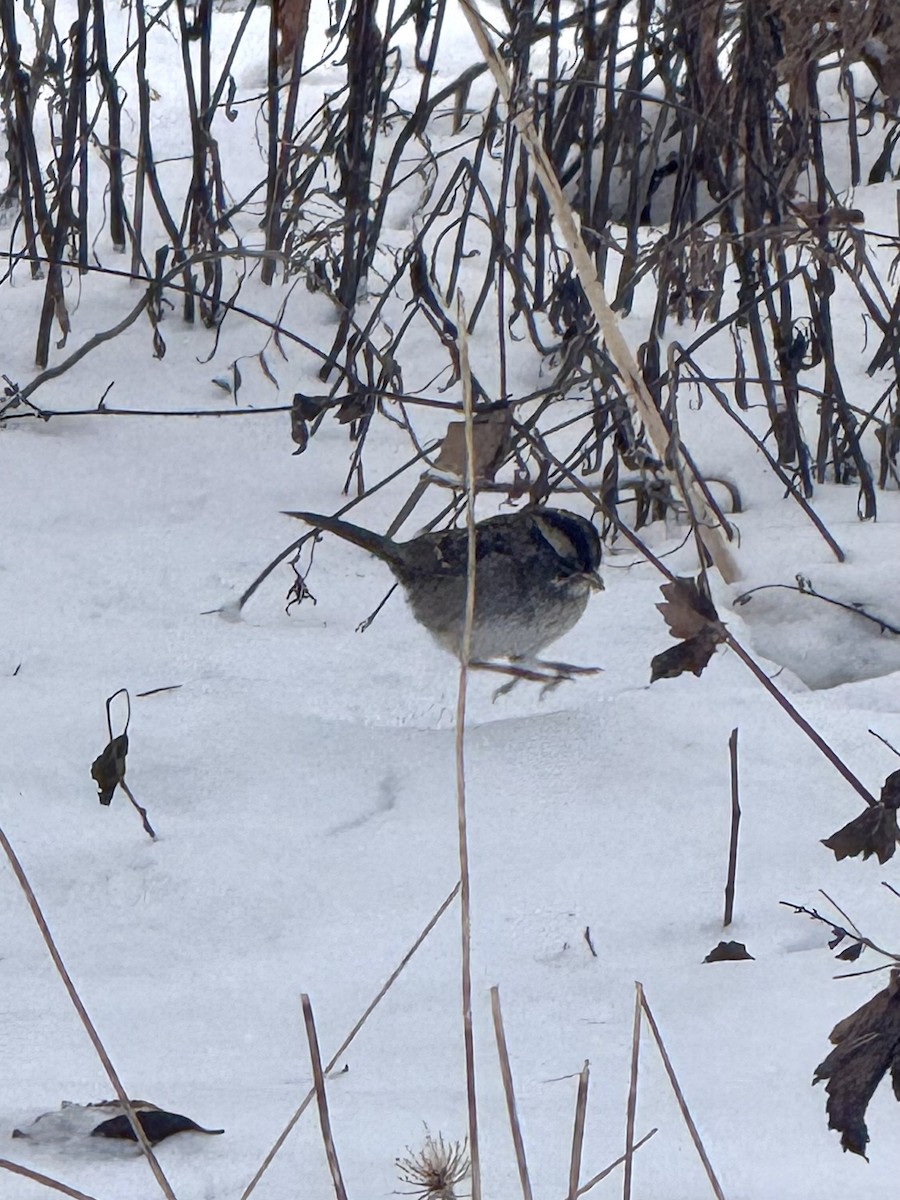 White-throated Sparrow - ML646708171