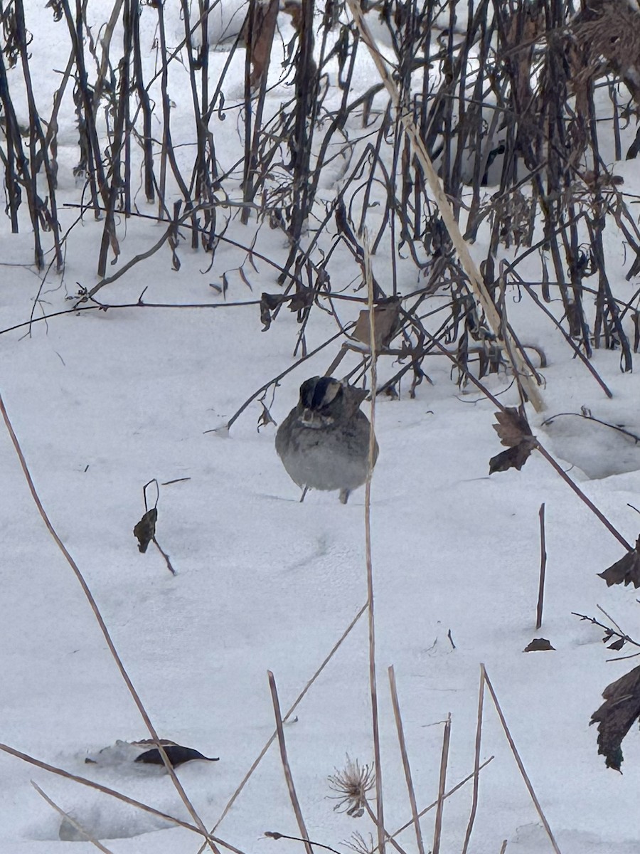 White-throated Sparrow - ML646708172