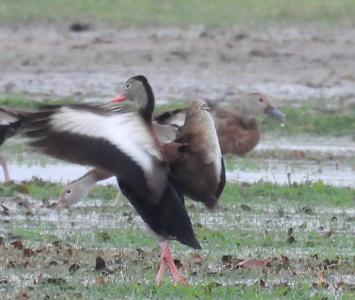 Suirirí Piquirrojo - ML646708173