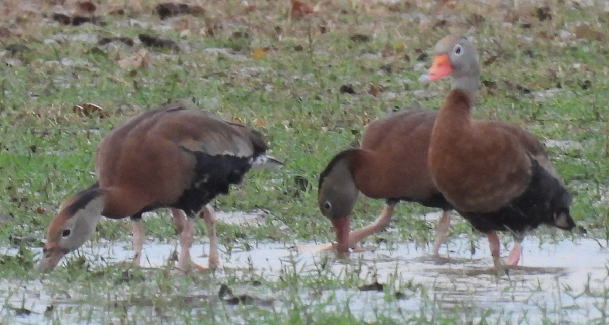 Suirirí Piquirrojo - ML646708174