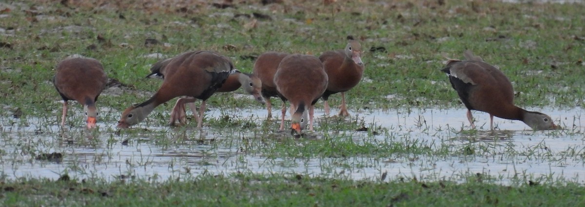 Suirirí Piquirrojo - ML646708175