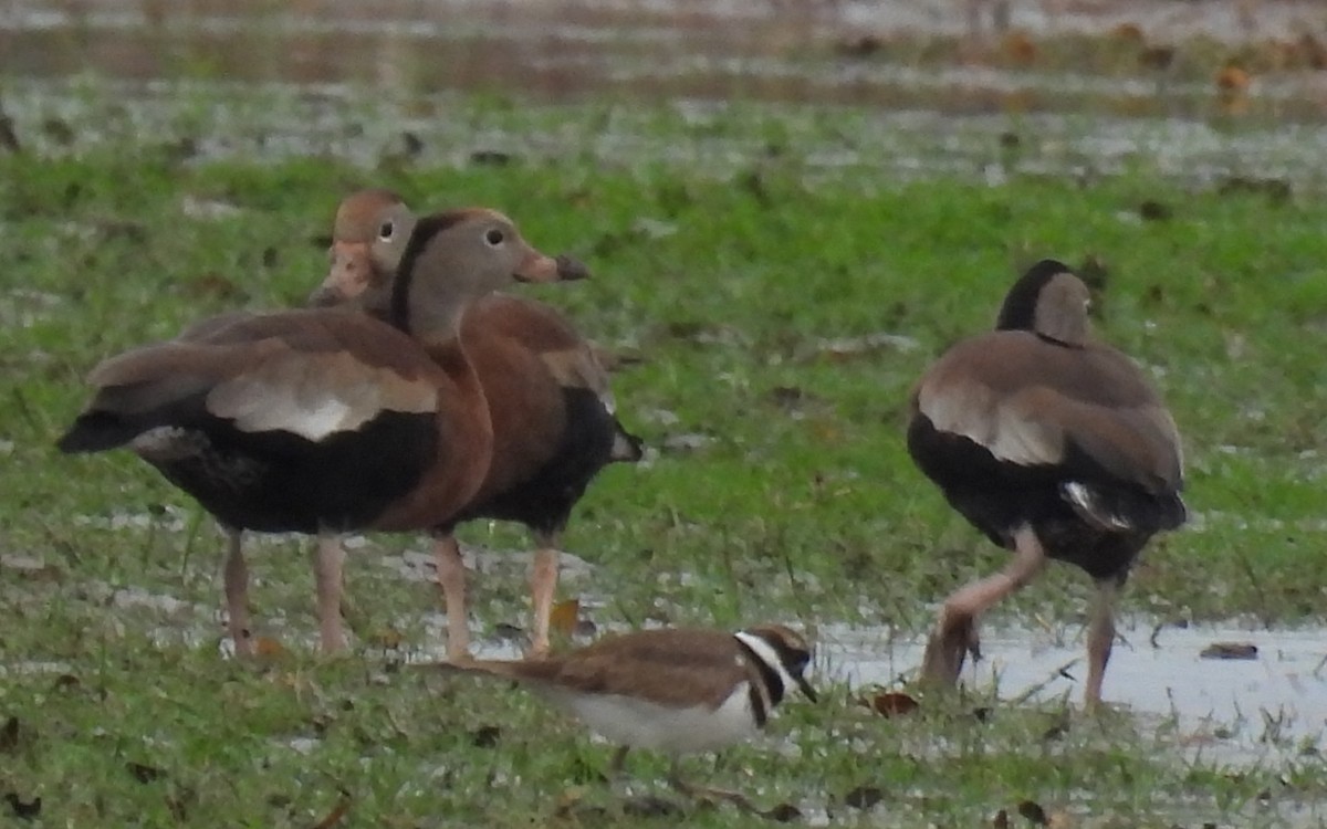 Suirirí Piquirrojo - ML646708176