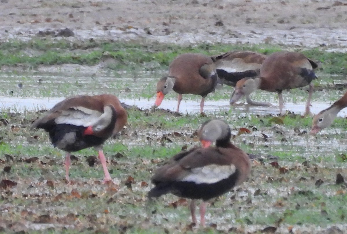 Suirirí Piquirrojo - ML646708177