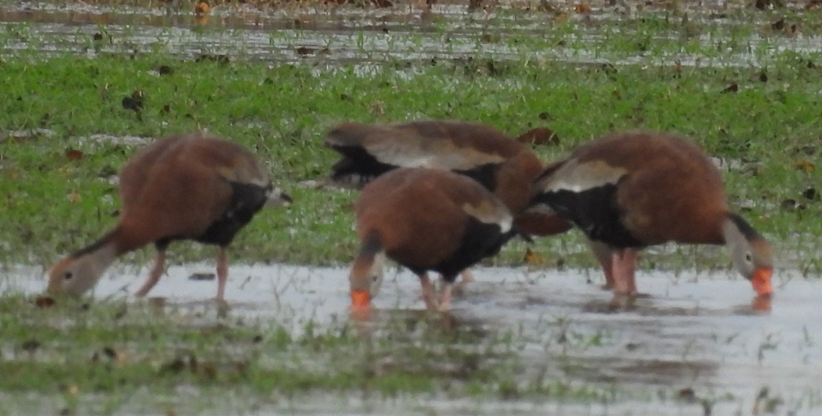 Suirirí Piquirrojo - ML646708178