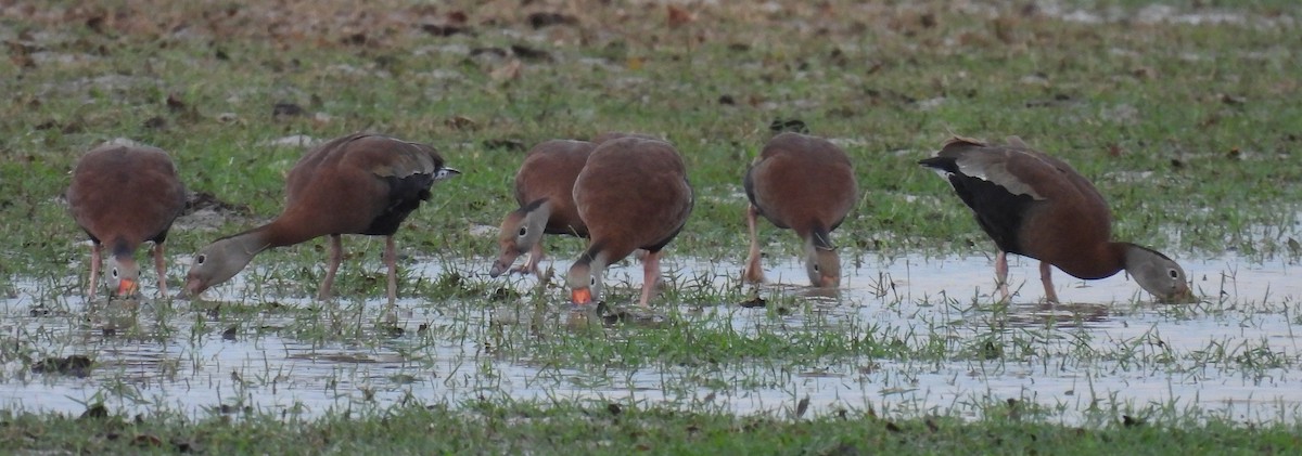 Suirirí Piquirrojo - ML646708179