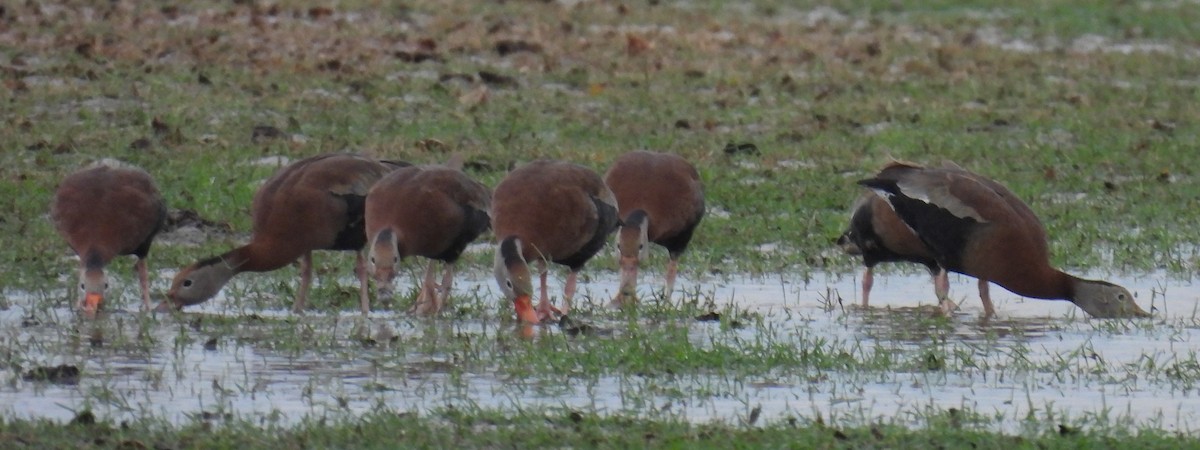 Suirirí Piquirrojo - ML646708180