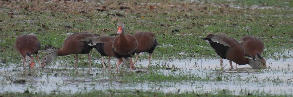 Suirirí Piquirrojo - ML646708181