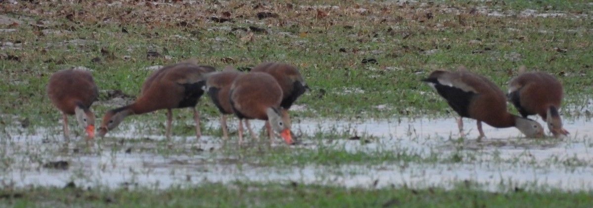 Suirirí Piquirrojo - ML646708182