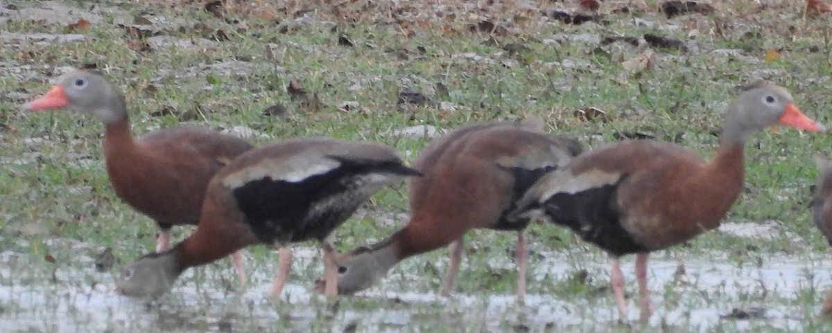 Suirirí Piquirrojo - ML646708183