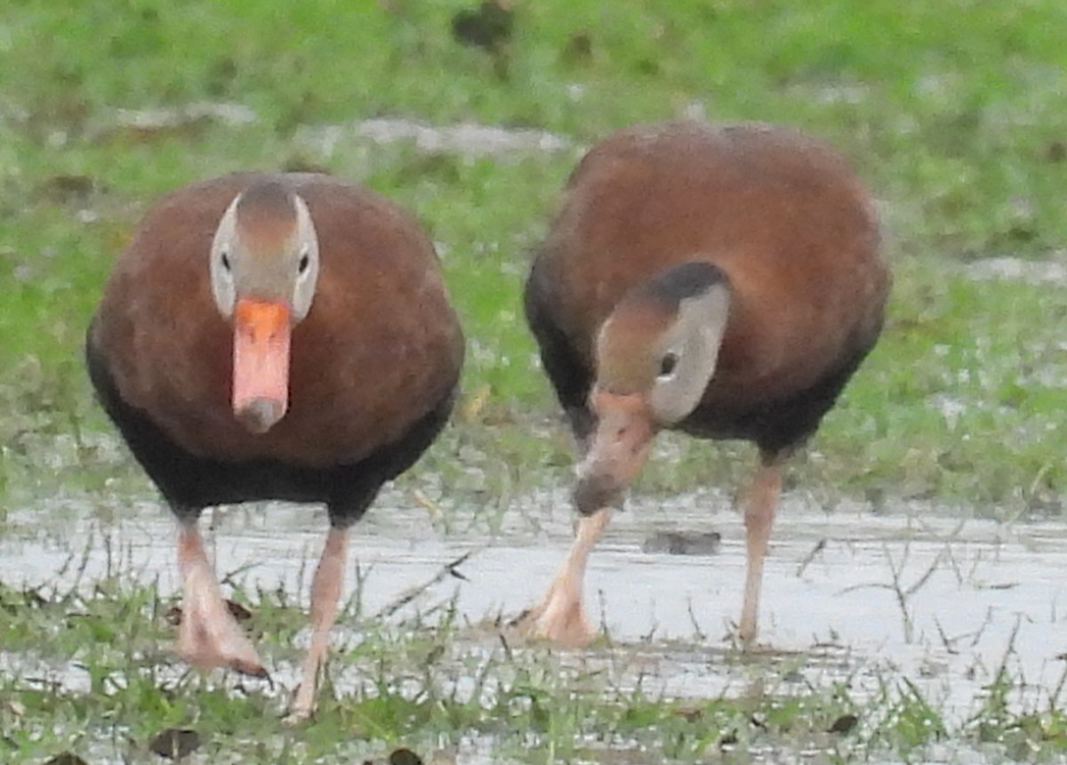 Suirirí Piquirrojo - ML646708184