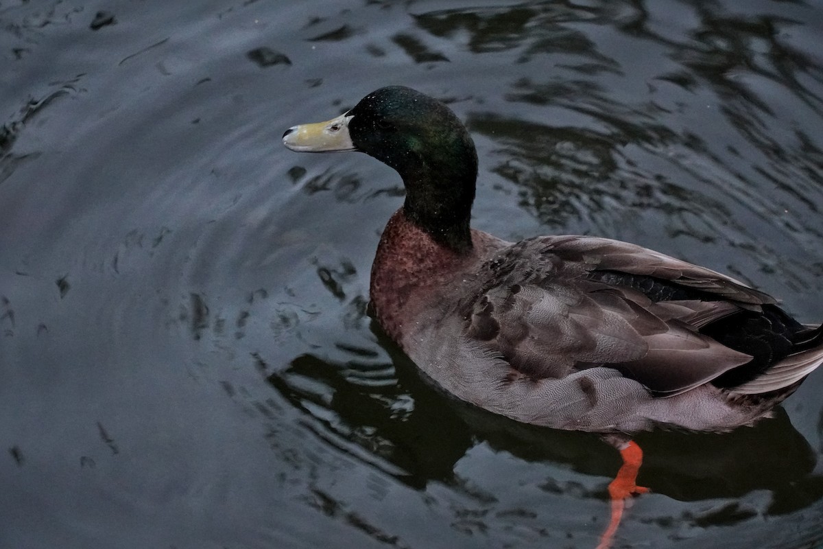 Stockente - ML646708192