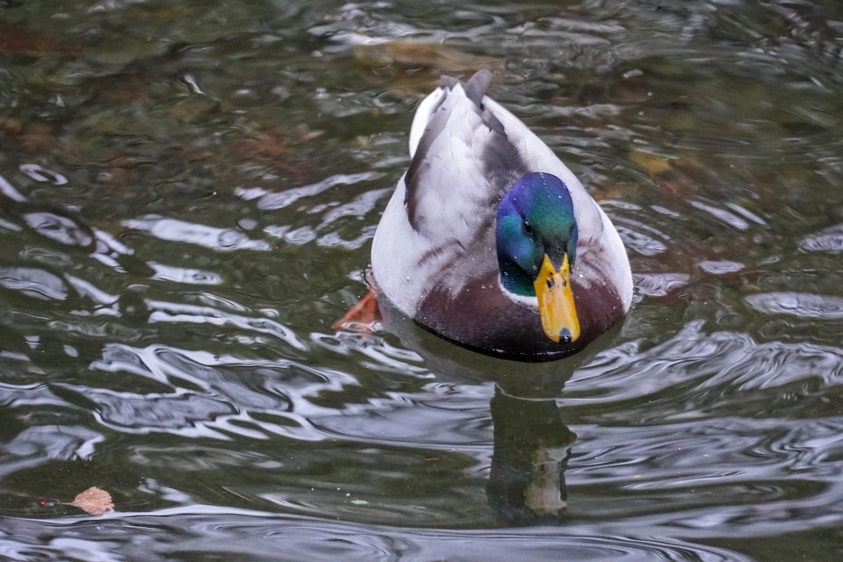 Stockente - ML646708193