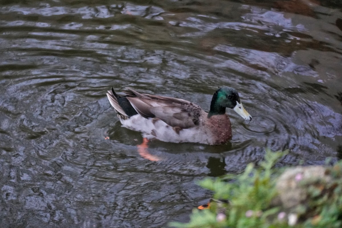 Stockente - ML646708194