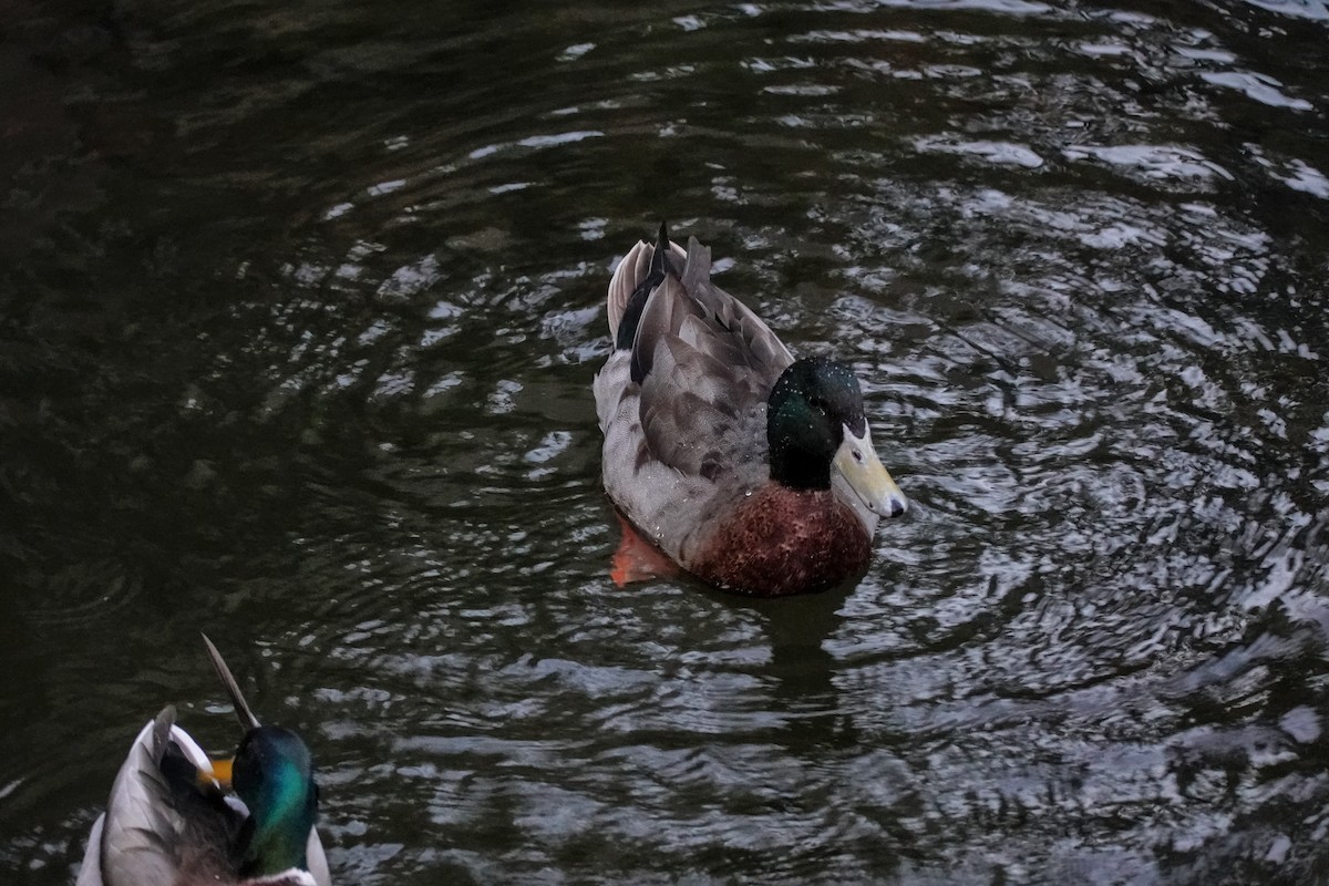 Stockente - ML646708195