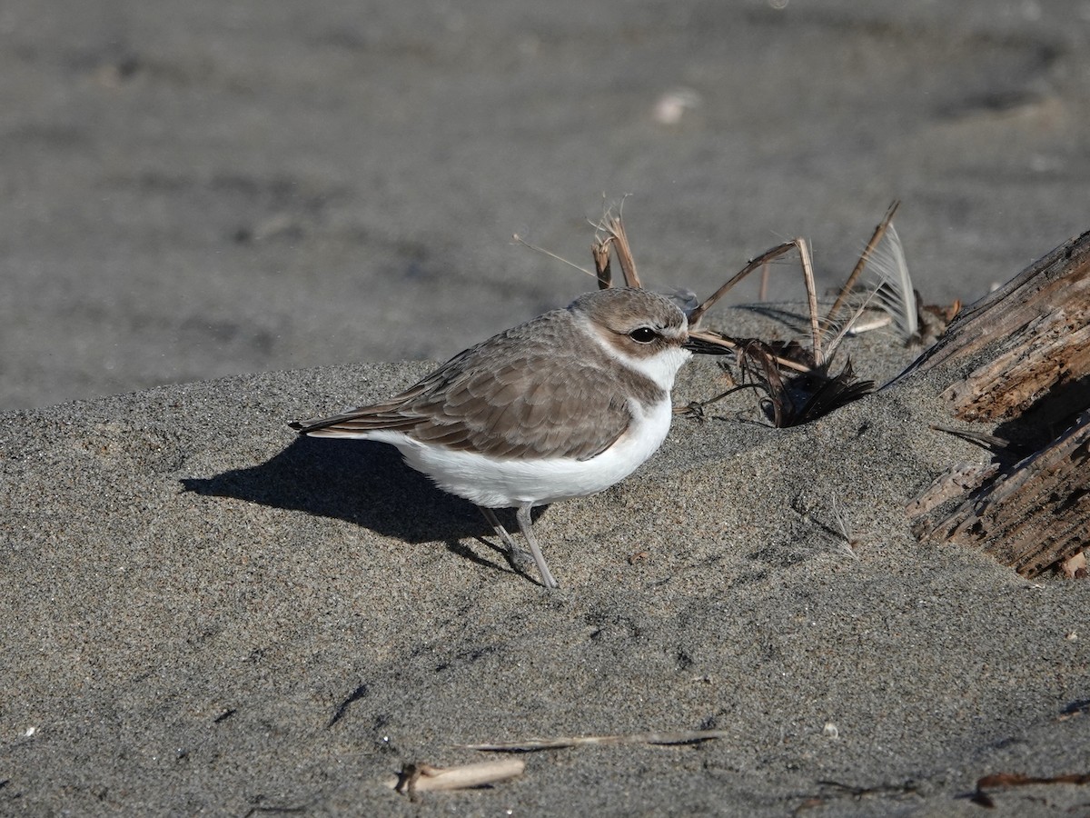 Snowy Plover - ML646708199