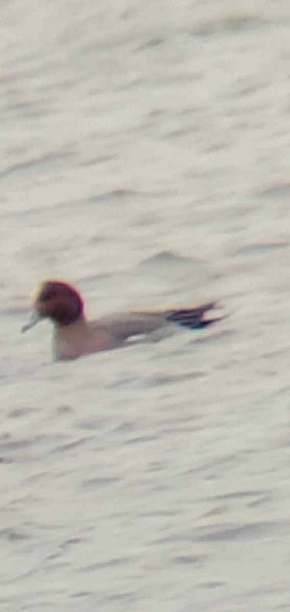 Eurasian Wigeon - ML646708200