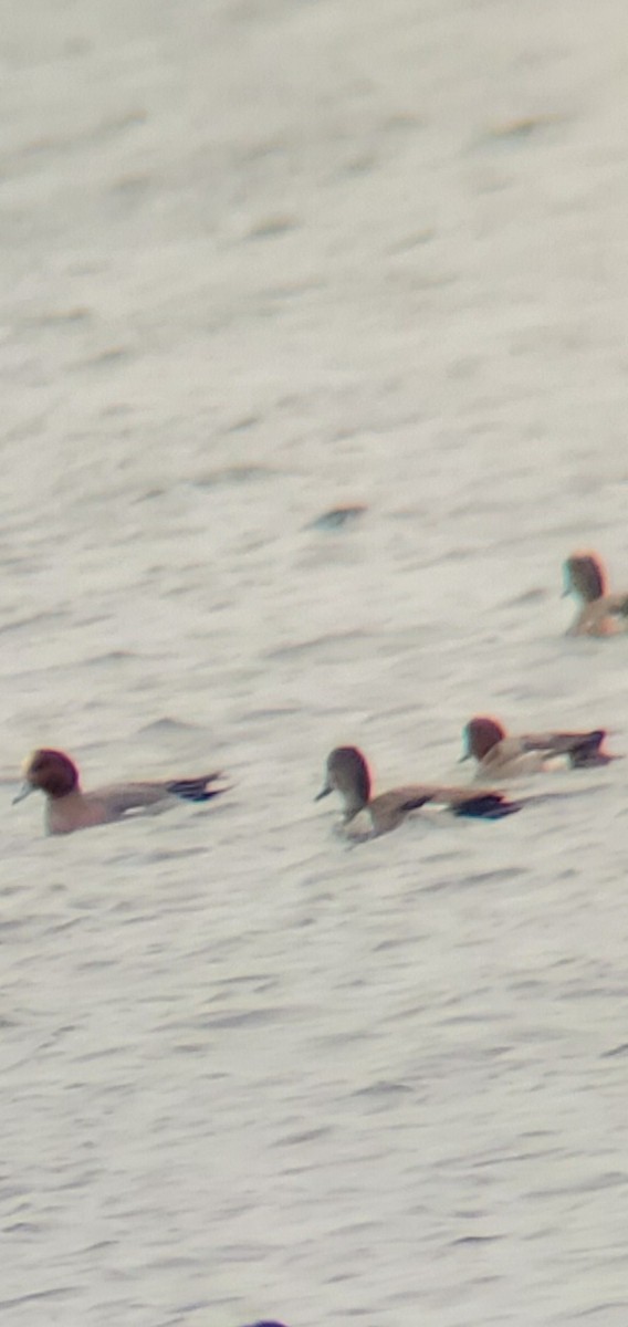 Eurasian Wigeon - ML646708201