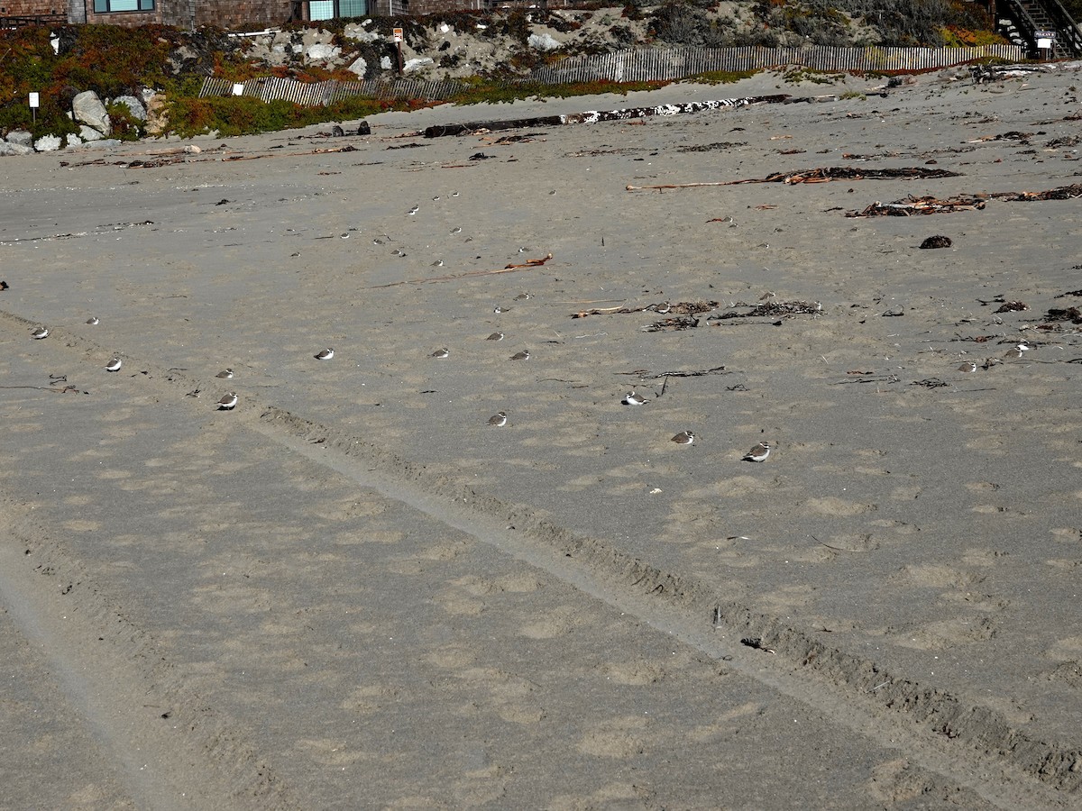 Snowy Plover - ML646708206