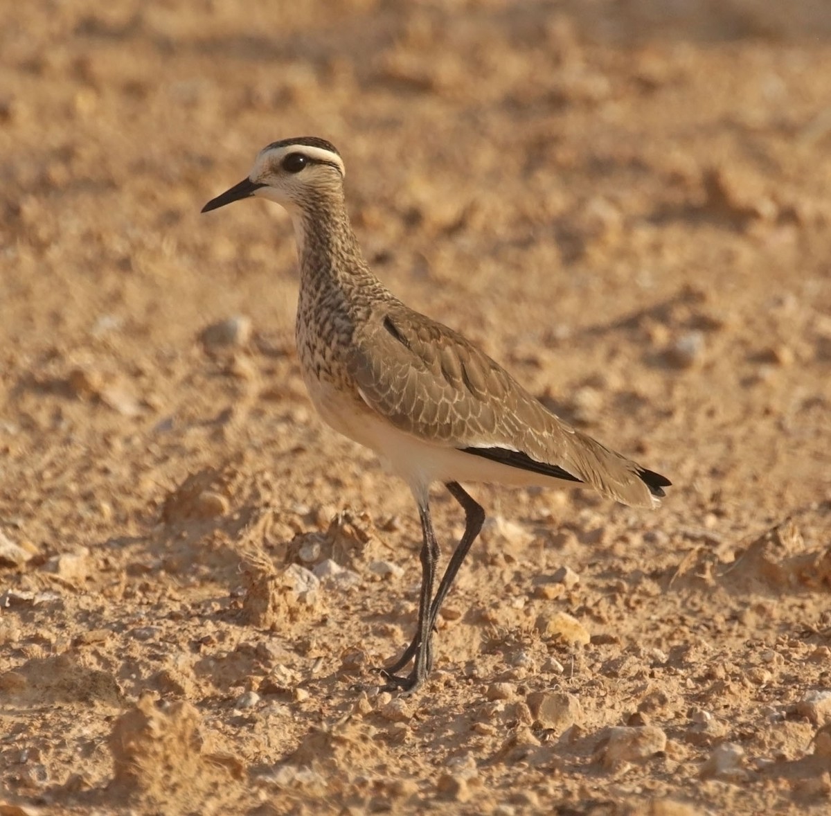 マミジロゲリ - ML646708207