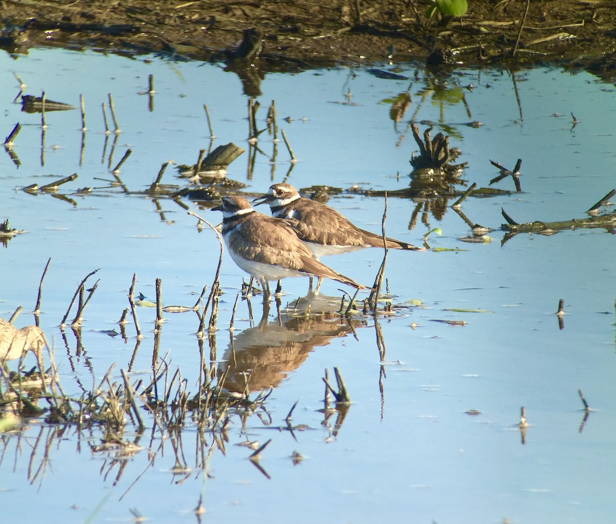 Killdeer - ML64670821