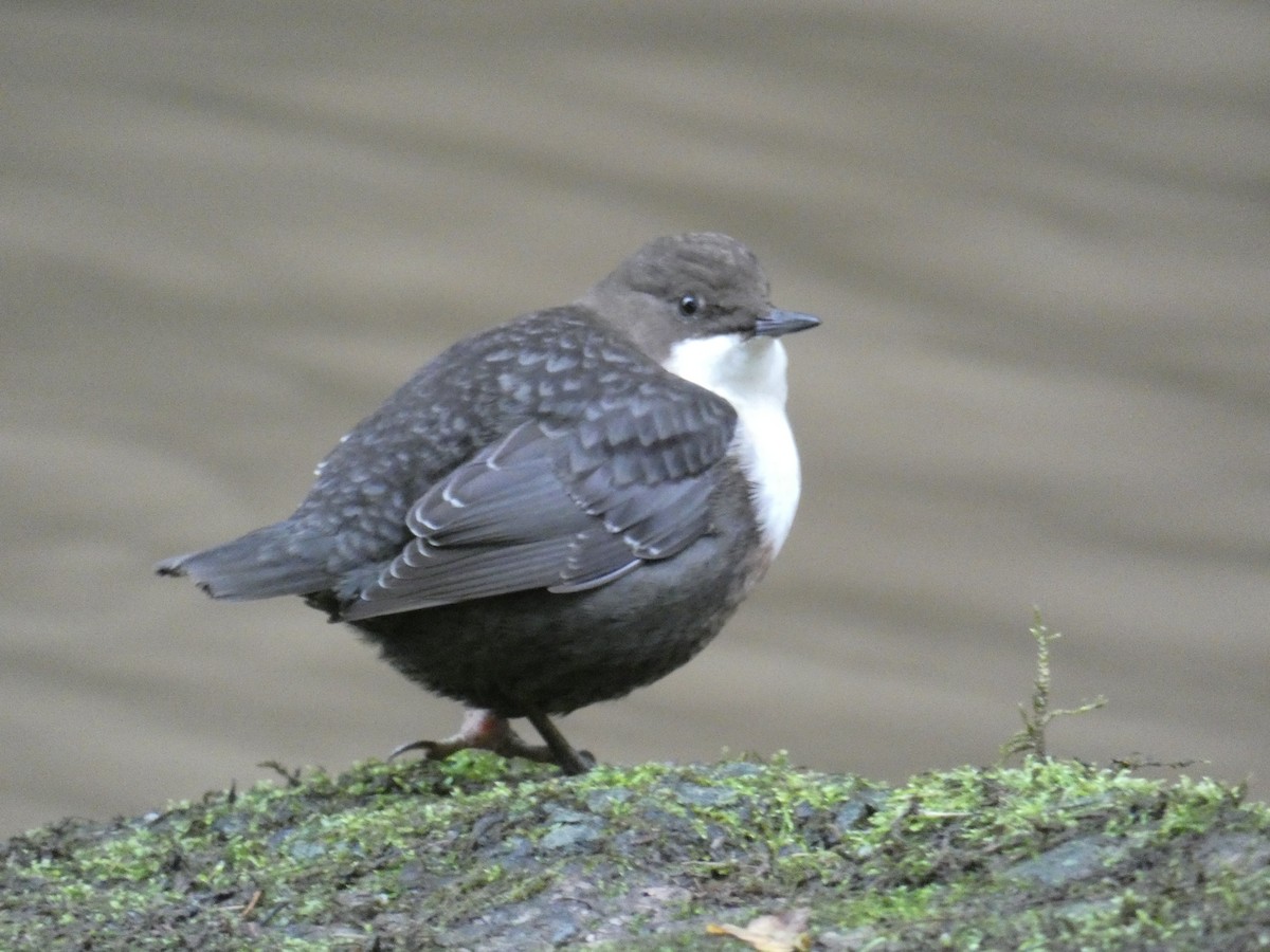 White-throated Dipper - ML646708210