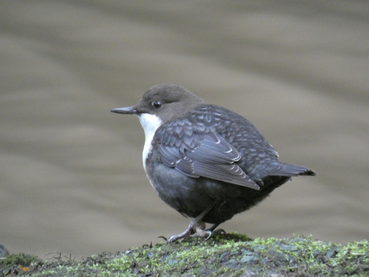 White-throated Dipper - ML646708212