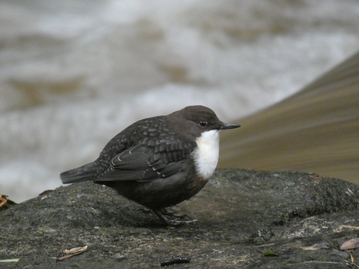 White-throated Dipper - ML646708213