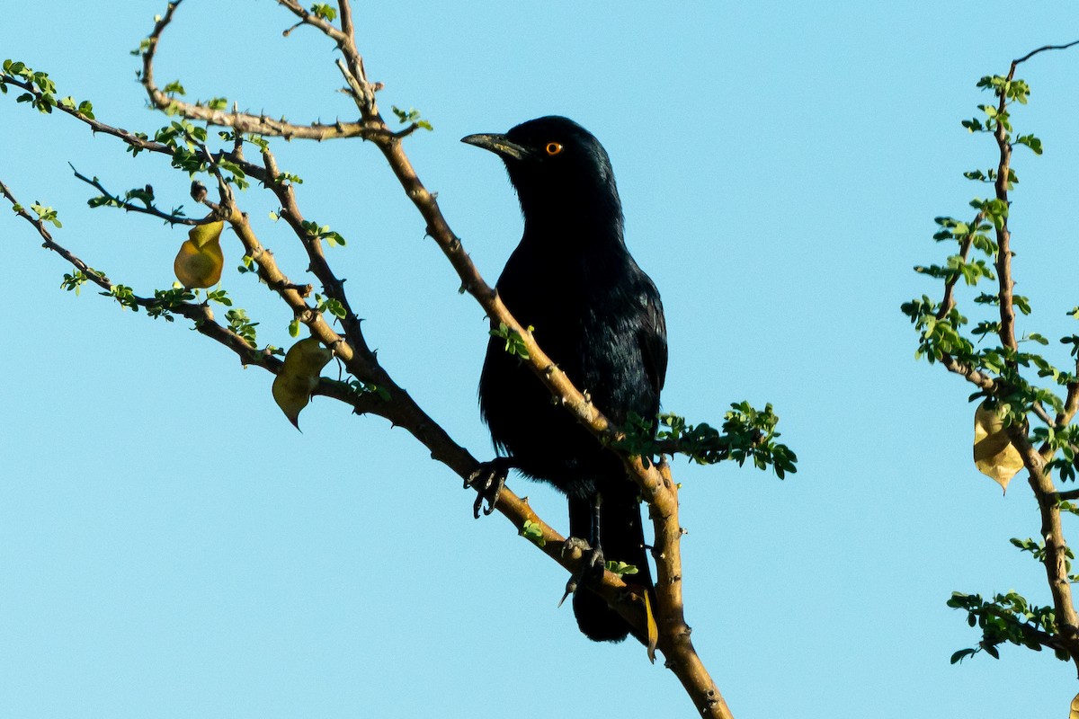 Pale-winged Starling - ML646708215