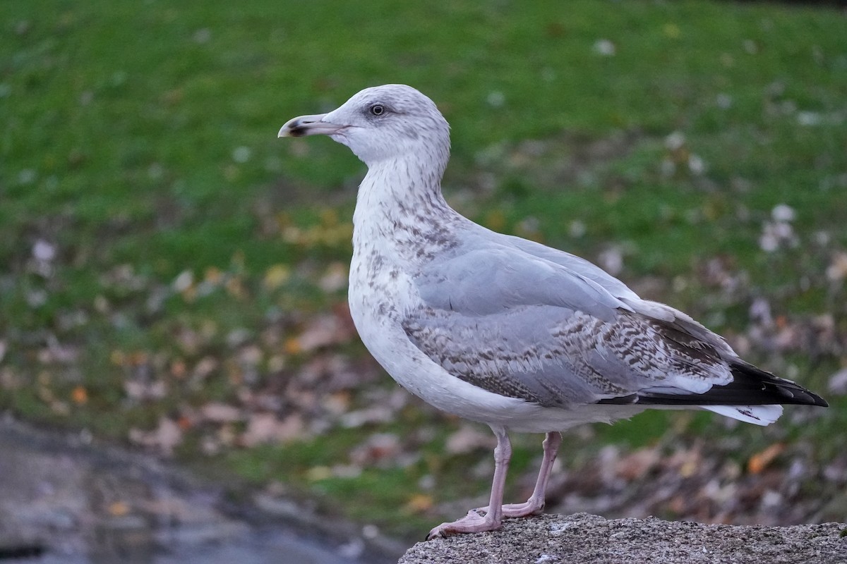 Silbermöwe - ML646708217