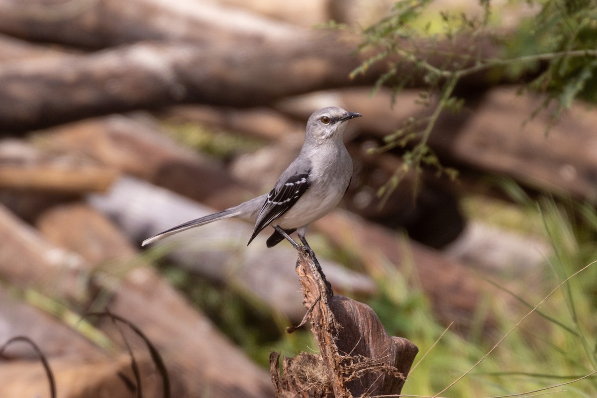 Tropikal Taklitçi (gracilis/leucophaeus) - ML646708219