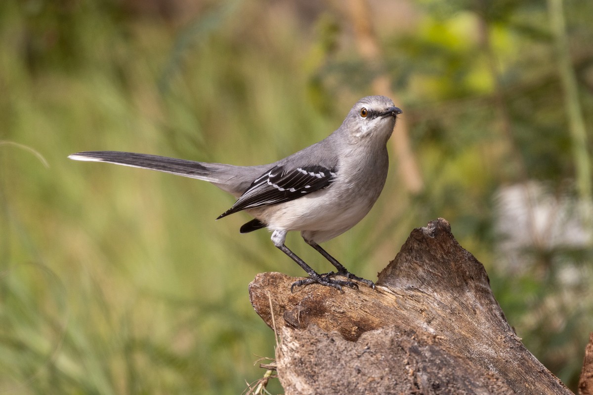 Tropikal Taklitçi (gracilis/leucophaeus) - ML646708220