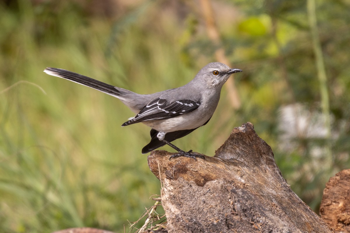 Tropikal Taklitçi (gracilis/leucophaeus) - ML646708221
