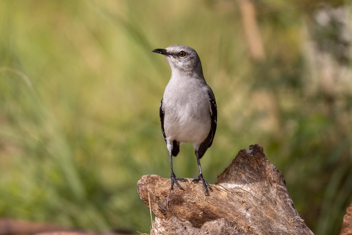 Tropikal Taklitçi (gracilis/leucophaeus) - ML646708223