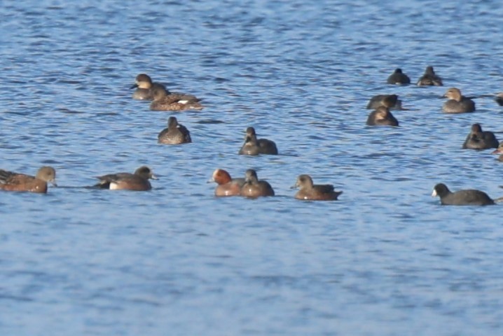 Eurasian Wigeon - ML646708224