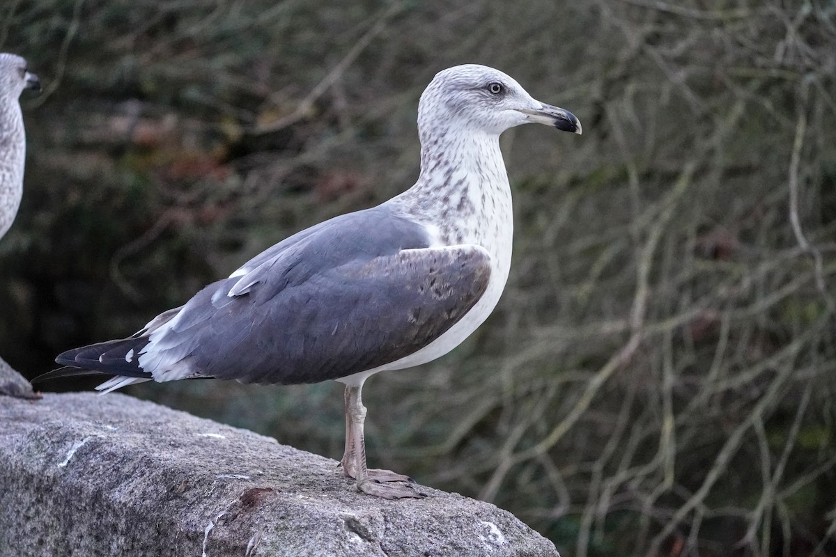 Mittelmeermöwe - ML646708225